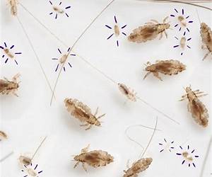 LICE: Life In Corporate Enterprise